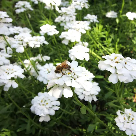 Marcarini Casa rural Neviglie